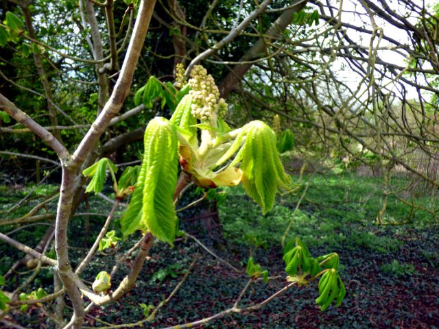 spring walk kite 023