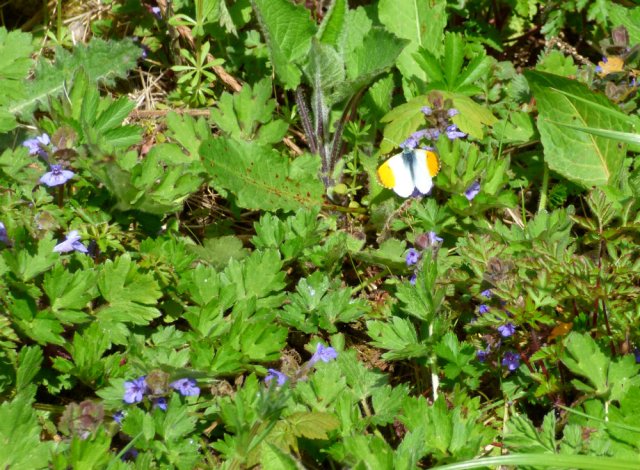 spring walk kite 033