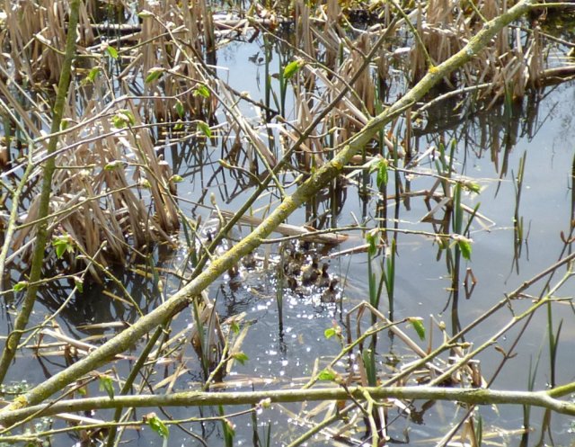 spring walk kite 034