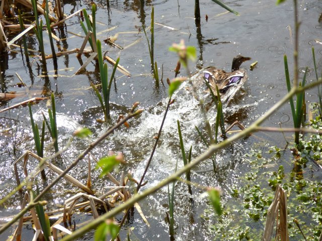 spring walk kite 039