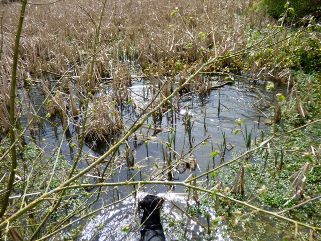 spring walk kite 041