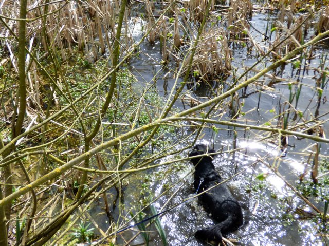 spring walk kite 042