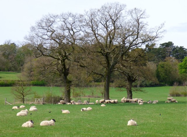 spring walk kite 049