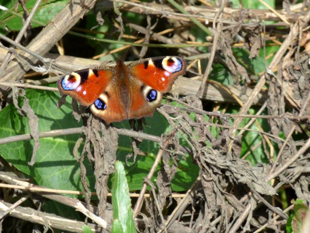 spring walk kite 056