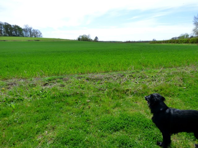 spring walk kite 059