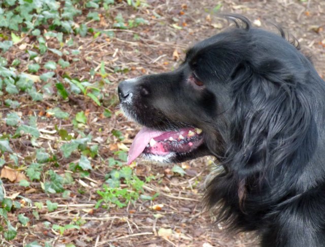 spring walk kite 063