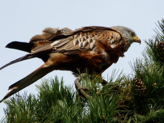 spring walk kite 077