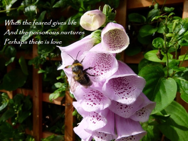 When the feared gives life And the poisonous nurtures Perhaps there is love