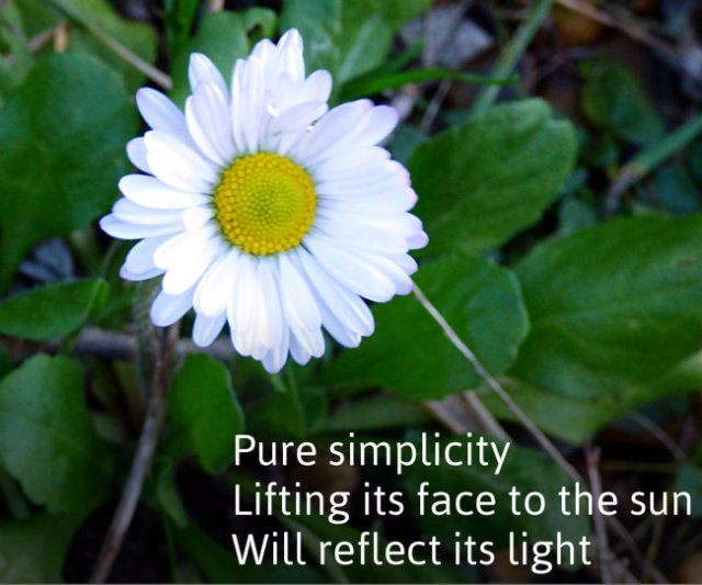 Pure simplicity Lifting its face to the sun Reflecting the light