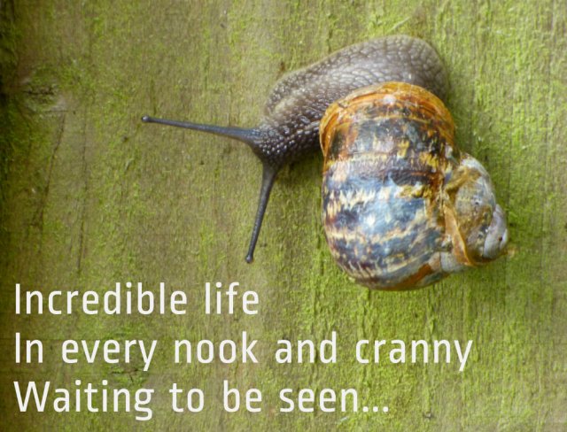 Incredible life In every nook and cranny Waiting to be seen...