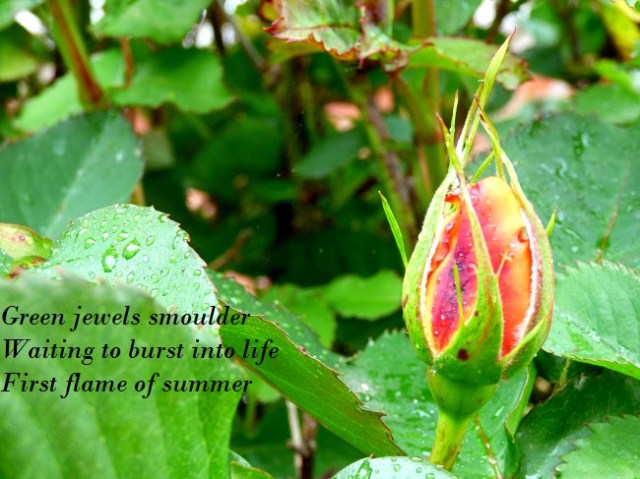 Green jewels smoulder Waiting to burst into life First flame of summer