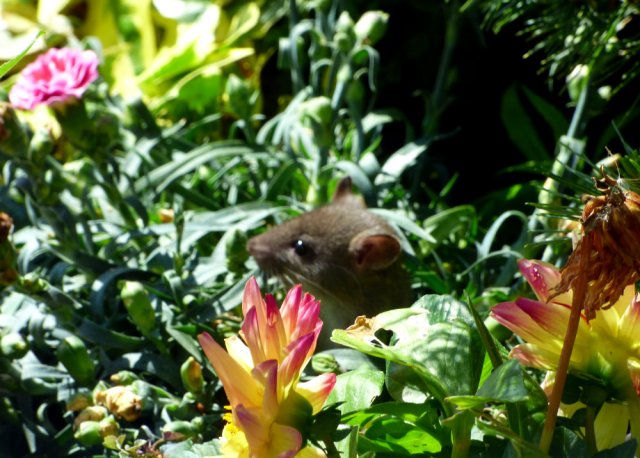 bald tailed squirrel 001