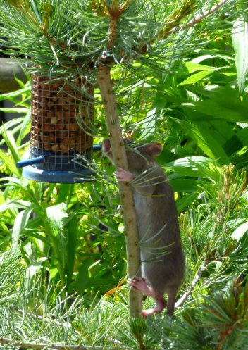 bald tailed squirrel 023