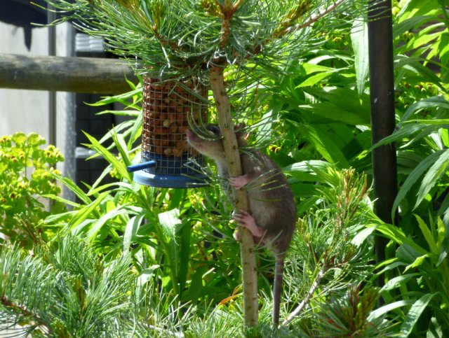 bald tailed squirrel 024
