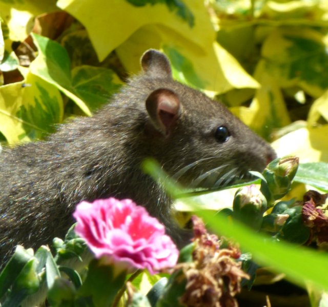 bald tailed squirrel 036