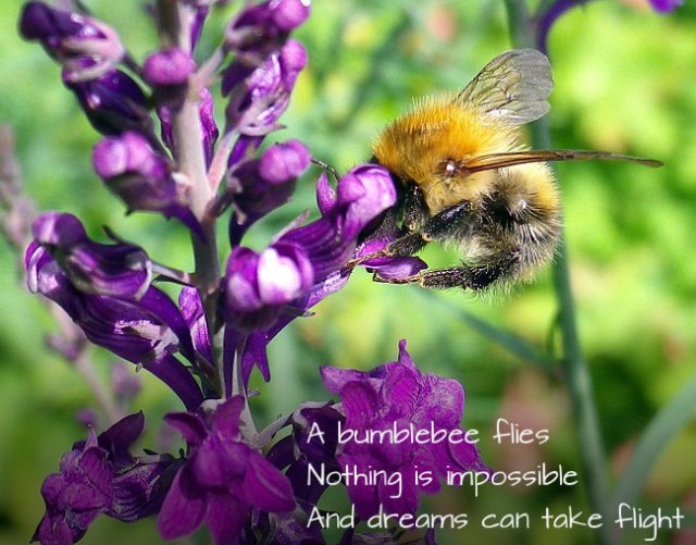 Take hold of your dreams Nothing is impossible The bumblebee flies
