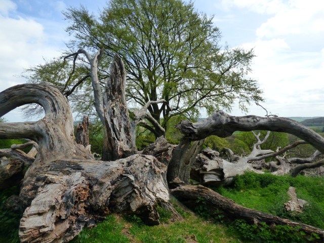 bluebell mayday magic 017