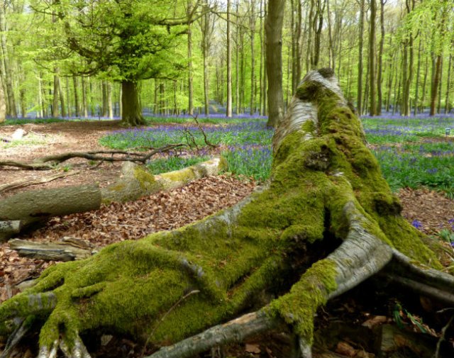 bluebell mayday magic 0771