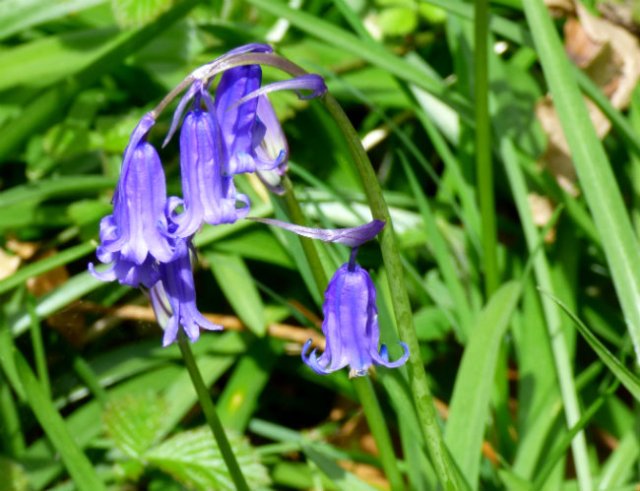 bluebell mayday magic 087