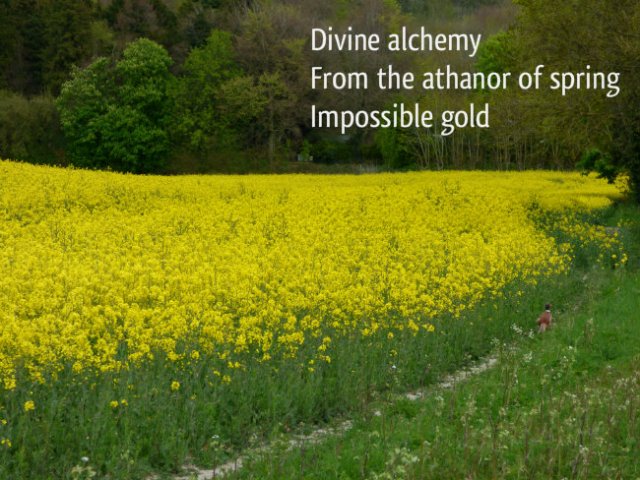 Divine alchemy from the athanor of spring; impossible gold