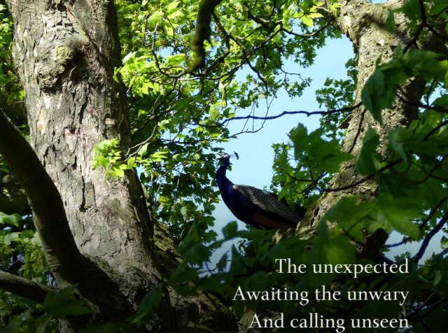 The unexpected, awaiting the unwary, and calling unseen