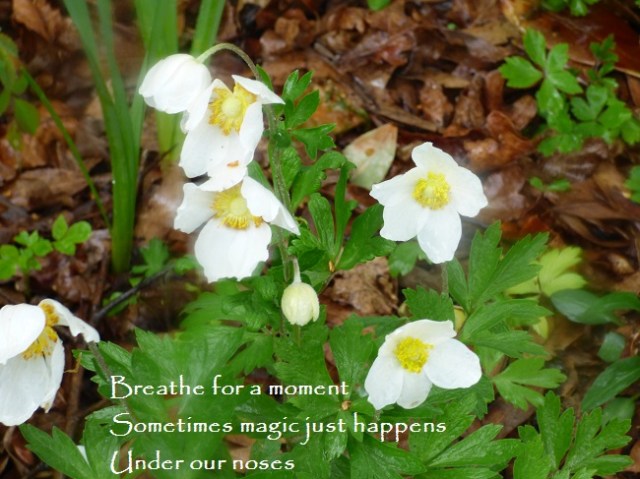 breathe for a moment, sometimes magic just happens, under our noses