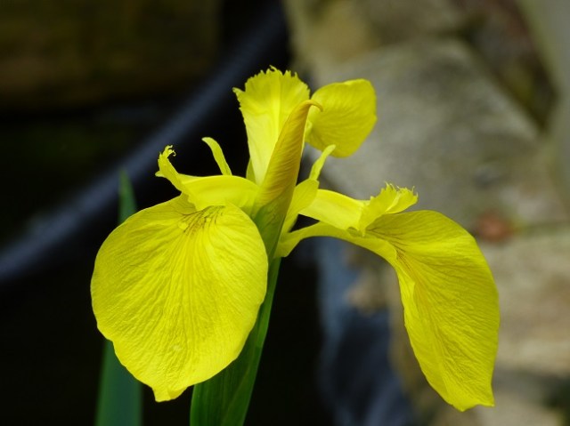 iris (5)