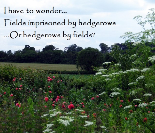 I have to wonder... Fields imprisoned by hedgerows ...Or hedgerows by fields