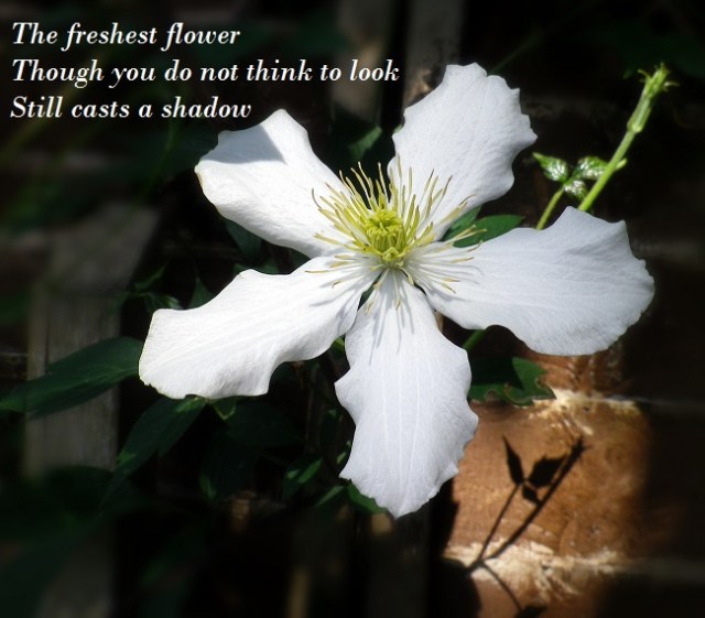 The freshest flower Though you do not think to look Still casts a shadow