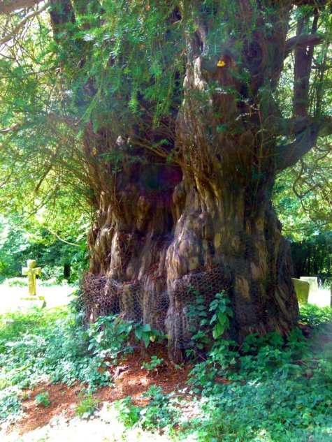 The Ibstone Yew