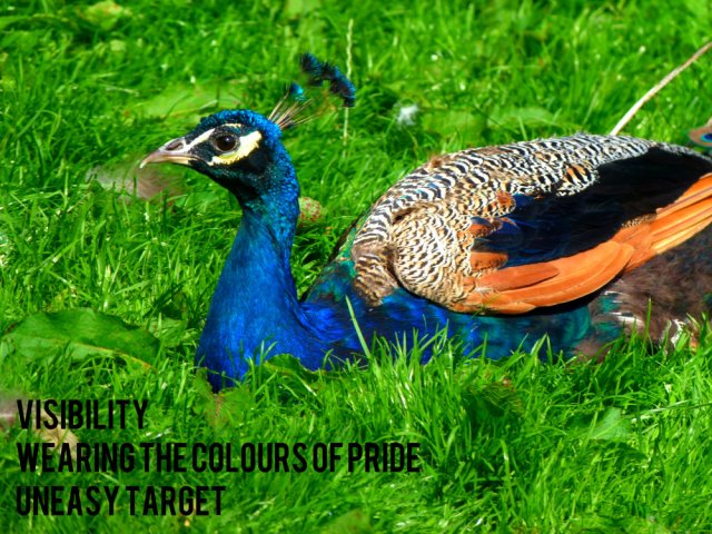 visibility, wearing the colours of pride, uneasy target