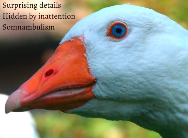 Surprising details Hidden by inattention Somnambulism