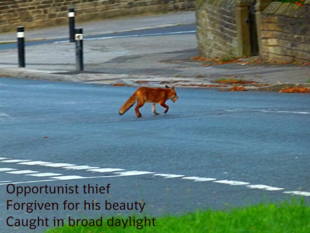 Opportunist thief, forgiven for his beauty, caught in broad daylight,