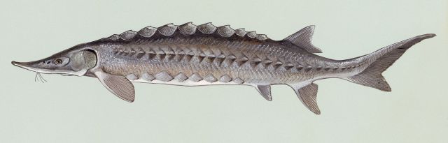 "Acipenser oxyrhynchus" by Duane Raver/U.S. Fish and Wildlife Service