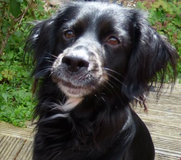 ani hardy feather 006