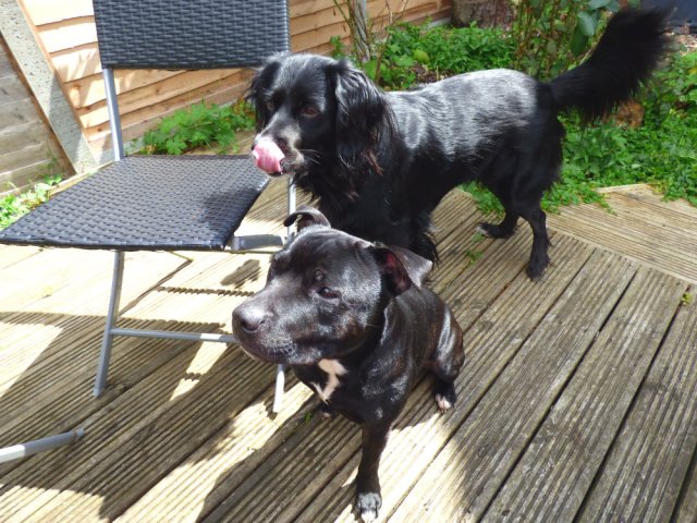 ani hardy feather 013