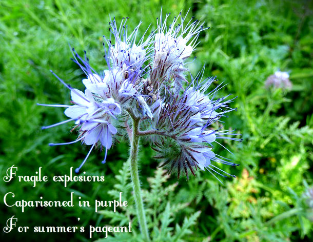 Fragile explosions Caparisoned in purple For summer's pageant