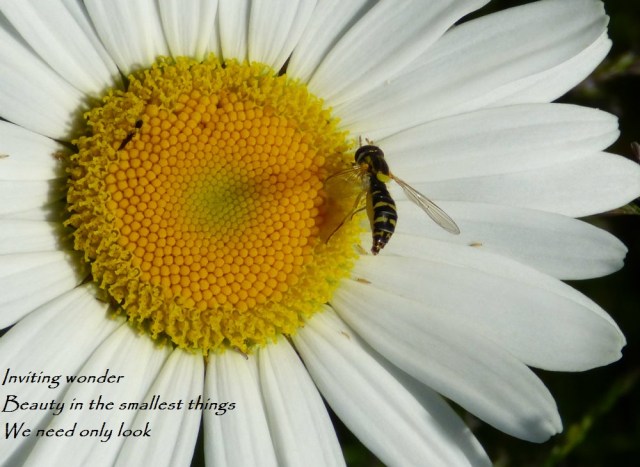 Inviting wonder Beauty in the smallest things We need only look