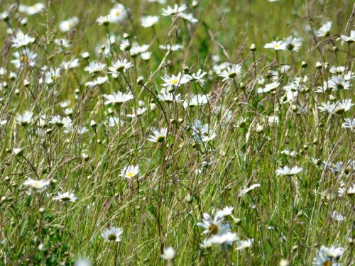 Avebury SE weekend 052