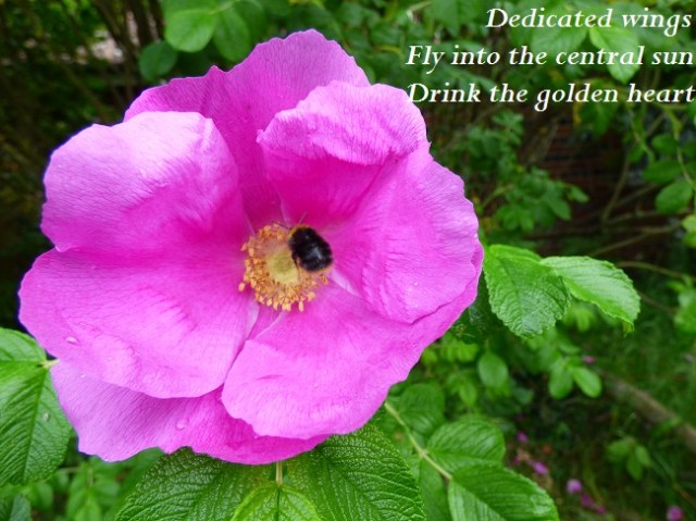 	  Dedicated wings Fly into the central sun Drink the golden heart