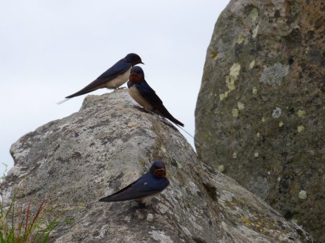 three swallows perched on stone