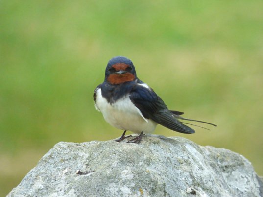 swallow on stone