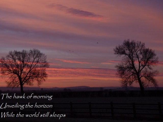 The hawk of morning Unveiling the horizon While the world still sleeps