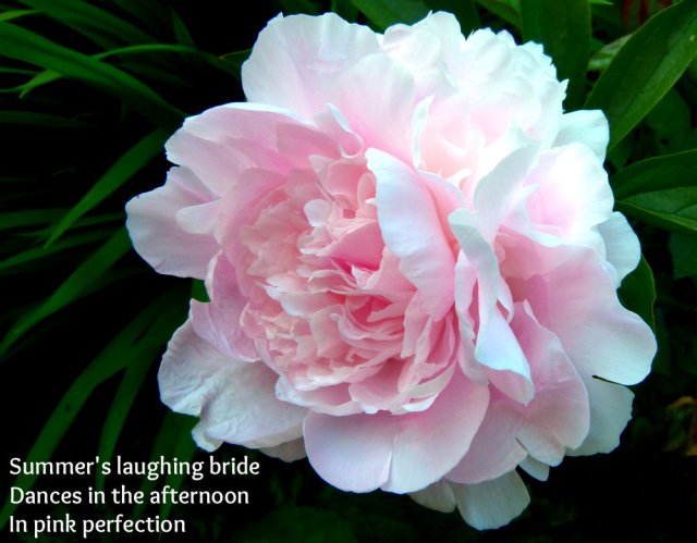 Summer's laughing bride dances in the afternoon in pink perfection