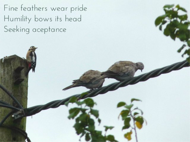 Fine feathers wear pride Humility bows its head Seeking aceptance