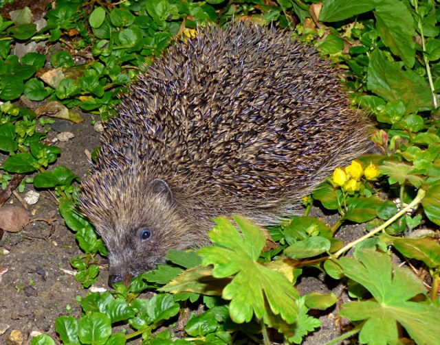 hedgehog 025