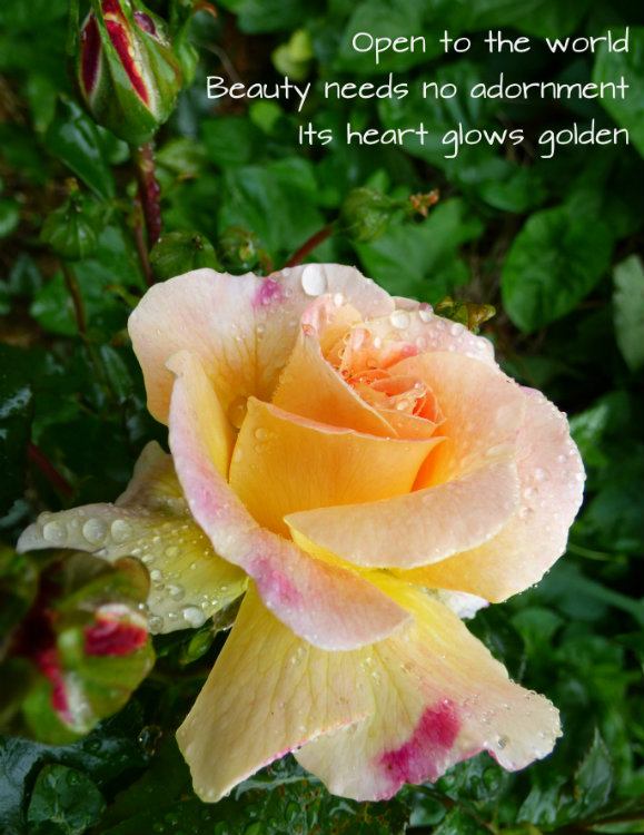 Open to the world Beauty needs no adornment Its heart glows golden