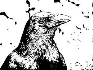 raven