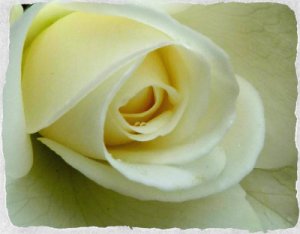 white rose