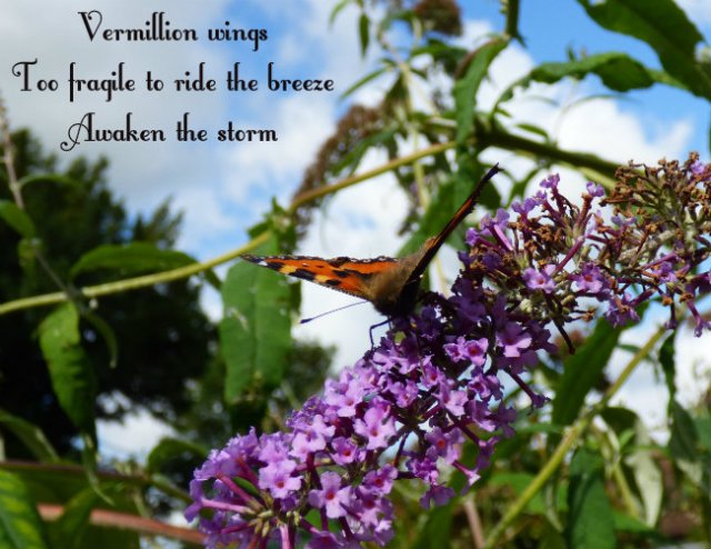 Vermillion wings Too fragile to ride the breeze Awaken the storm